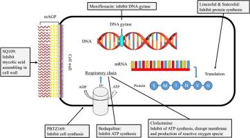 Molecular diagnostics and potential therapeutic options for mycobacterium tuberculosis: Where we stand