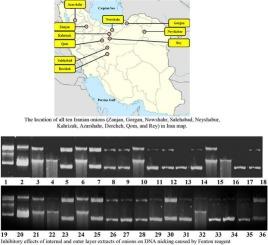 Antimicrobial activities, phenolic and flavonoid contents, antioxidant and DNA protection of the internal and outer layers of Allium cepa L. from Iran