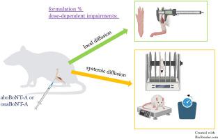 The safety of botulinum neurotoxin type A's intraarticular application in experimental animals