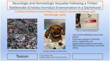 Neurologic and hematologic sequalae following a timber rattlesnake (Crotalus horridus) envenomation in a dachshund