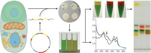 Engineered ketocarotenoid biosynthesis in the polyextremophilic red microalga Cyanidioschyzon merolae 10D