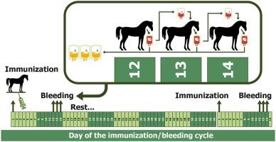 Clinical effects of immunization, bleeding, and albumin-based fluid therapy in horses used as immunoglobulin source to produce a polyspecific antivenom (Echitab-plus-ICP) towards venoms of African snakes