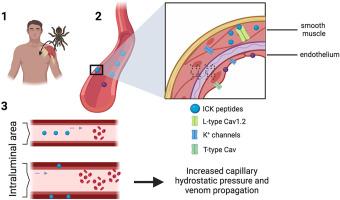 A subfraction obtained from the venom of the tarantula Poecilotheria regalis contains inhibitor cystine knot peptides and induces relaxation of rat aorta by inhibiting L-type voltage-gated calcium channels