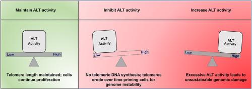 Highlighting vulnerabilities in the alternative lengthening of telomeres pathway