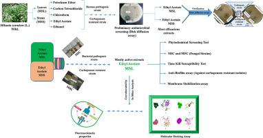 Deciphering the antimicrobial, antibiofilm and membrane stabilizing synergism of Mikania scandens (L.) Willd. leaves and stems substantiation through in vitro and in silico studies