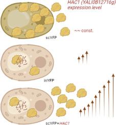 Molecular background of HAC1-driven improvement in the secretion of recombinant protein in Yarrowia lipolytica based on comparative transcriptomics