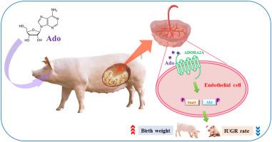 Dietary adenosine supplementation improves placental angiogenesis in IUGR piglets by up-regulating adenosine A2a receptor