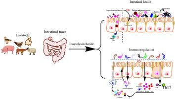 Exopolysaccharides from lactic acid bacteria, as an alternative to antibiotics, on regulation of intestinal health and the immune system