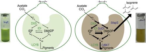 Engineered production of isoprene from the model green microalga Chlamydomonas reinhardtii