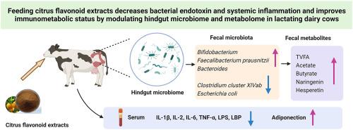 Feeding citrus flavonoid extracts decreases bacterial endotoxin and systemic inflammation and improves immunometabolic status by modulating hindgut microbiome and metabolome in lactating dairy cows