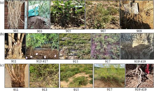 Phenological growth stages of Astragalus membranaceus var. mongholicus according to the Biologische Bundesanstalt Bundessortenamt and Chemical Industry (BBCH) scale