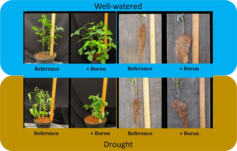 Boron foliar supplementation as a strategy to attenuate drought stress in soybean