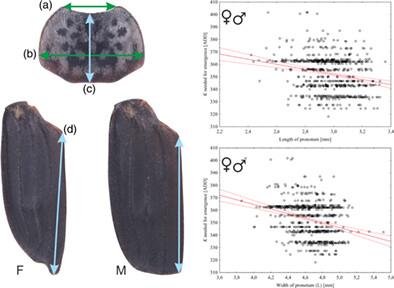 Calibrating insect age at eclosion by size in a gregarious carrion beetle Thanatophilus sinuatus (Staphylinidae: Silphinae)