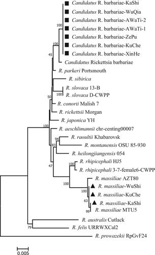 Detection of Rickettsia spp. and Anaplasma ovis in Melophagus ovinus from southern Xinjiang, China