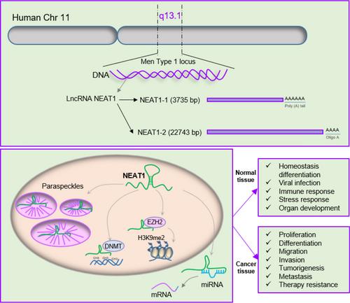 Emerging roles of the long non-coding RNA NEAT1 in gynecologic cancers