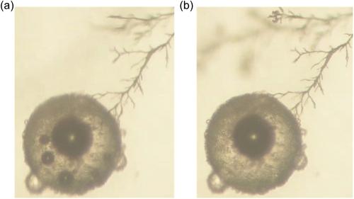 Competitive relationship between electrical degradation and healing in self-healing dielectric polymers