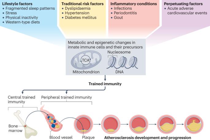 Trained immunity in atherosclerotic cardiovascular disease