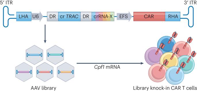 CLASH: large-scale engineering system for the discovery of better CAR T cells