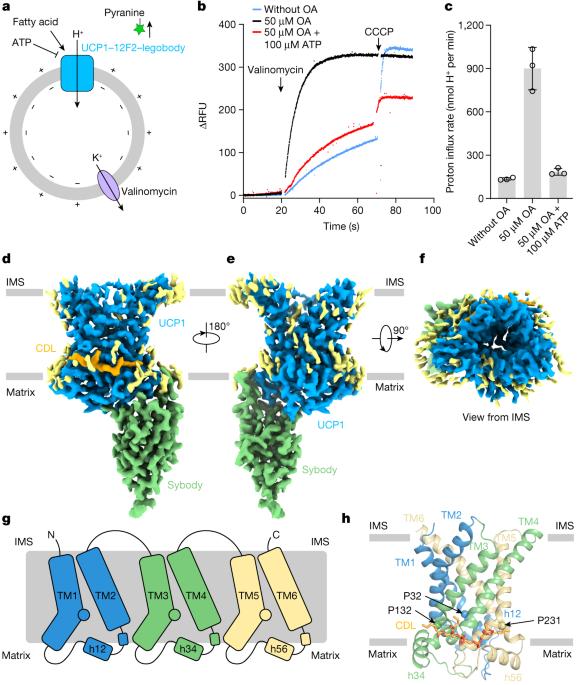 Structural basis for the binding of DNP and purine nucleotides onto UCP1