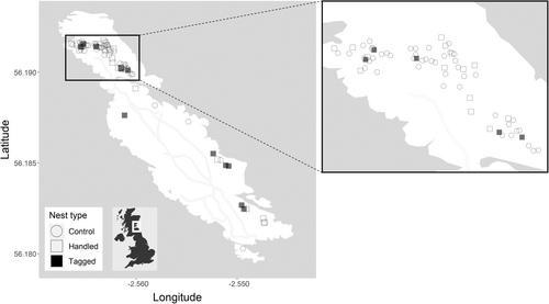 Reduced breeding success in Great Black-backed Gulls (Larus marinus) due to harness-mounted GPS device