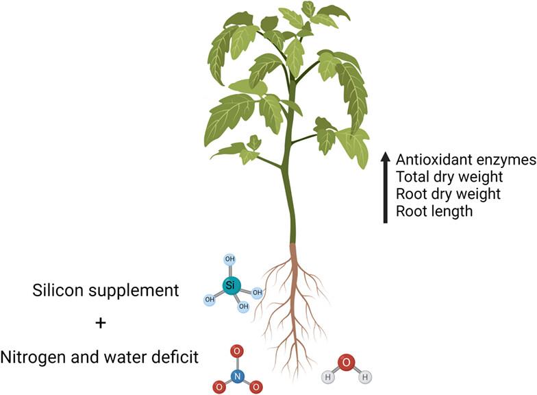 The effect of silicon on the antioxidant system of tomato seedlings exposed to individual and combined nitrogen and water deficit