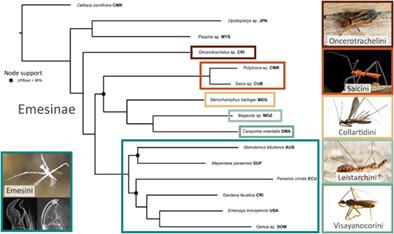 Untangling the assassin's web: Phylogeny and classification of the spider-associated Emesine complex (Hemiptera: Reduviidae)