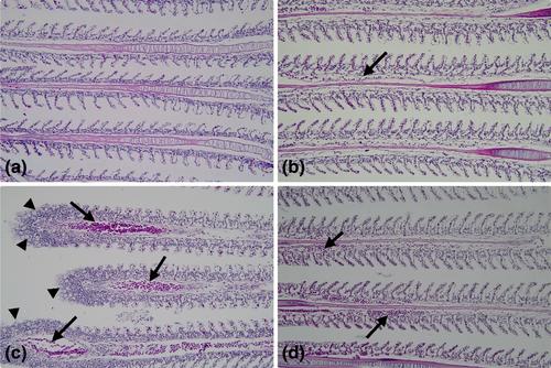 Effects of dietary black cumin (Nigella sativa L.) oil on growth performance, hemato-biochemical and histopathology of cypermethrin-intoxicated Nile tilapia (Oreochromis niloticus)