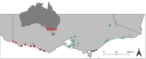 Capturing uncatalogued distribution records to improve conservation assessments of data-deficient species: a case study using the glossy grass skink