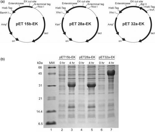 Efficient production of fluorophore-labeled CC chemokines for biophysical studies using recombinant enterokinase and recombinant sortase