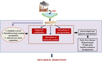 Impact of Metabolic disrupting chemicals on redox homeostasis, energy sensors, receptor modulation, and hormone metabolism: A comparative account in Teleost and mammalian model organisms