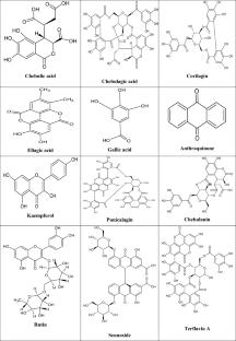 A comprehensive review on the ethno-medicinal and pharmacological properties of Terminalia chebula fruit