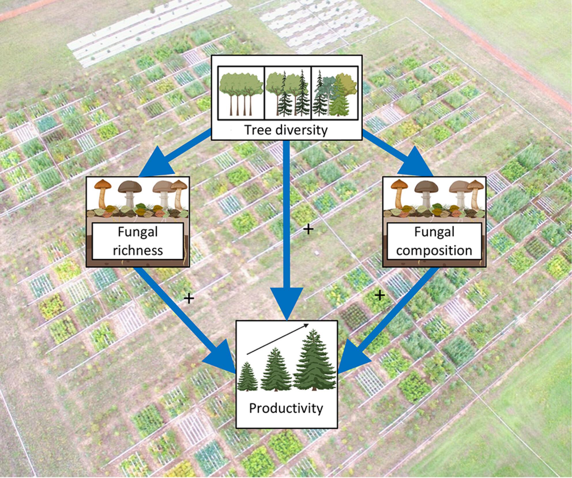 Soil fungal communities contribute to the positive diversity–productivity relationship of tree communities under contrasting water availability