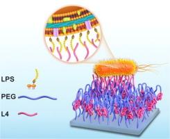 Surface decoration with leucine tetrapeptide: An antibacterial strategy against Gram-negative bacteria