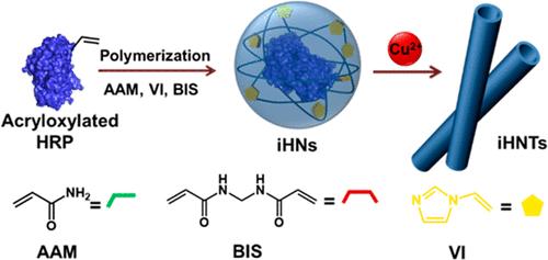 Protein Nanotubes Assembled from Imidazole-Grafted Horseradish Peroxidase Nanogels