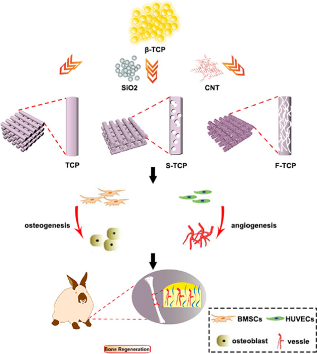 Beta-TCP scaffolds with rationally designed macro-micro hierarchical structure improved angio/osteo-genesis capability for bone regeneration