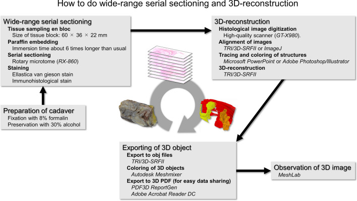 Novel combination method of wide-range serial sectioning and 3D reconstruction visualizing both macro-level dynamics and micro-level interactions in an attempt to analyze the female pelvic floor