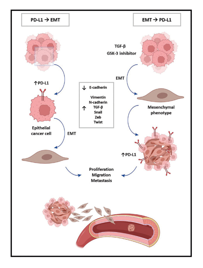 Biological role of the bidirectional interaction between epithelial-mesenchymal transition and PD-L1 expression in head and neck squamous cell carcinomas: A systematic review.