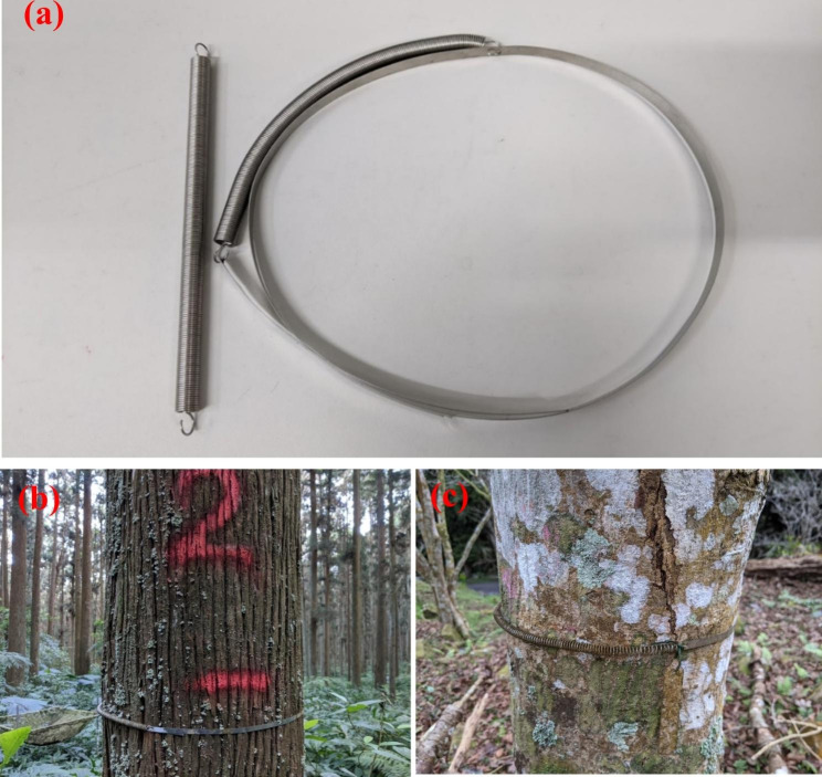 Using homemade stainless steel dendrometer band for long term tree growth measurements.