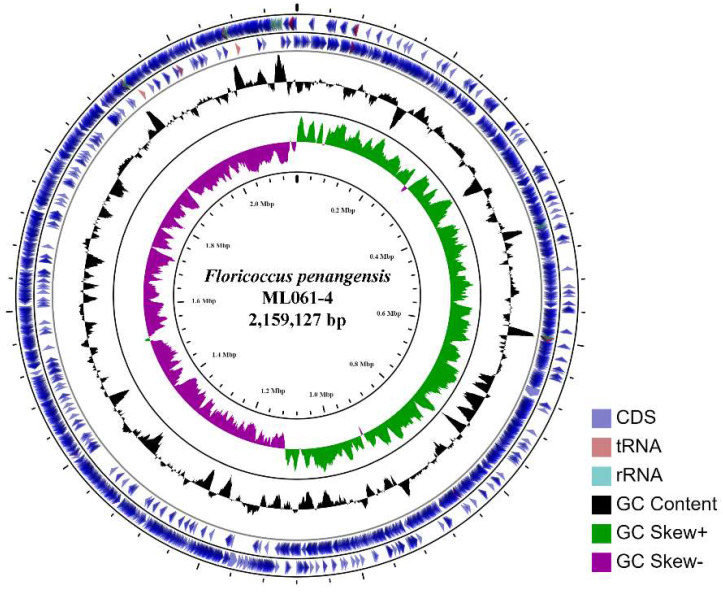 Complete Genome Sequence of <i>Floricoccus penangensis</i> ML061-4 Isolated from Assam Tea Leaf [<i>Camellia sinensis</i> var. <i>assamica</i> (J.W.Mast.) Kitam.].