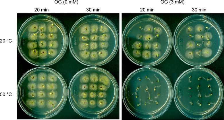 High-efficiency fungal pathogen intervention for seed protection: new utility of long-chain alkyl gallates as heat-sensitizing agents.