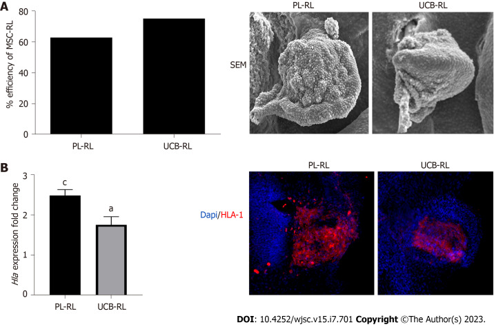 Commitment of human mesenchymal stromal cells to skeletal lineages is independent of their morphogenetic capacity.