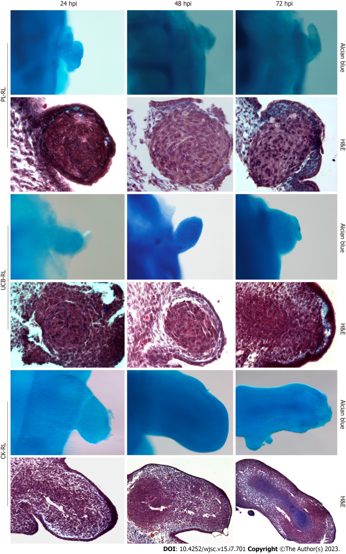 Commitment of human mesenchymal stromal cells to skeletal lineages is independent of their morphogenetic capacity.