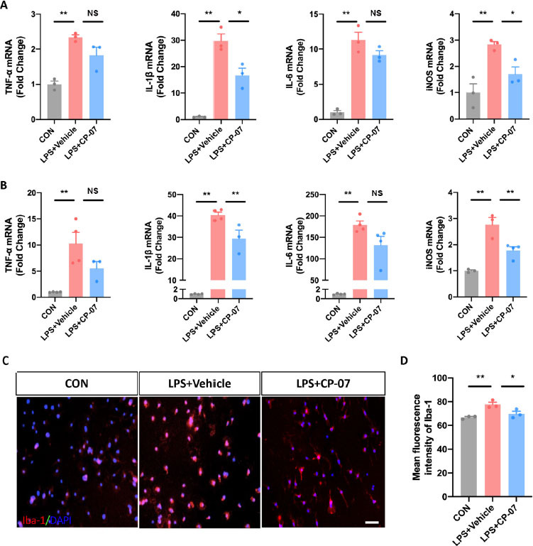 A newly-synthesized compound CP-07 alleviates microglia-mediated neuroinflammation and ischemic brain injury via inhibiting STAT3 phosphorylation.