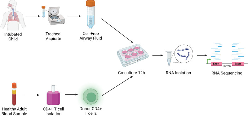 RNA Sequencing Analysis of CD4<sup>+</sup> T Cells Exposed to Airway Fluid From Children With Pediatric Acute Respiratory Distress Syndrome.