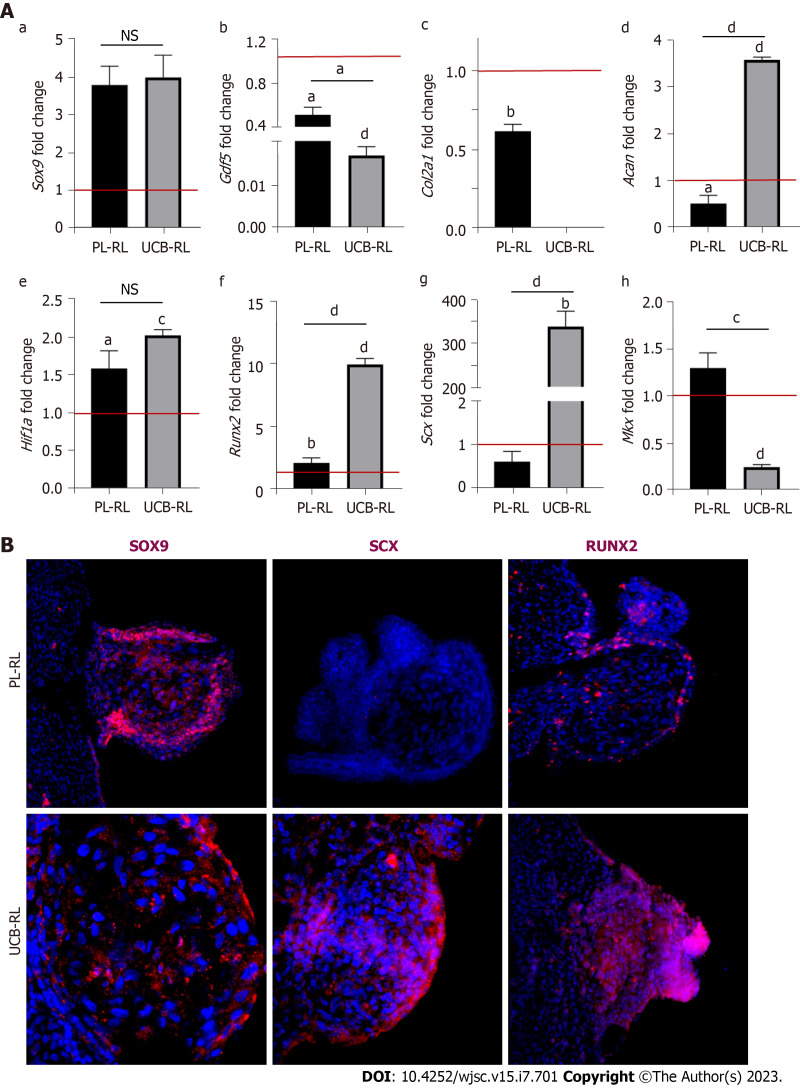 Commitment of human mesenchymal stromal cells to skeletal lineages is independent of their morphogenetic capacity.