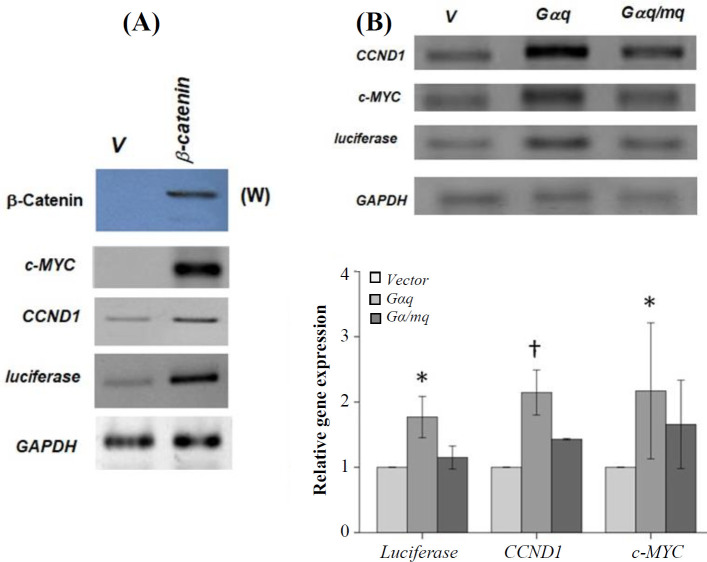 Gαq Signaling Activates β-Catenin-Dependent Gene Transcription