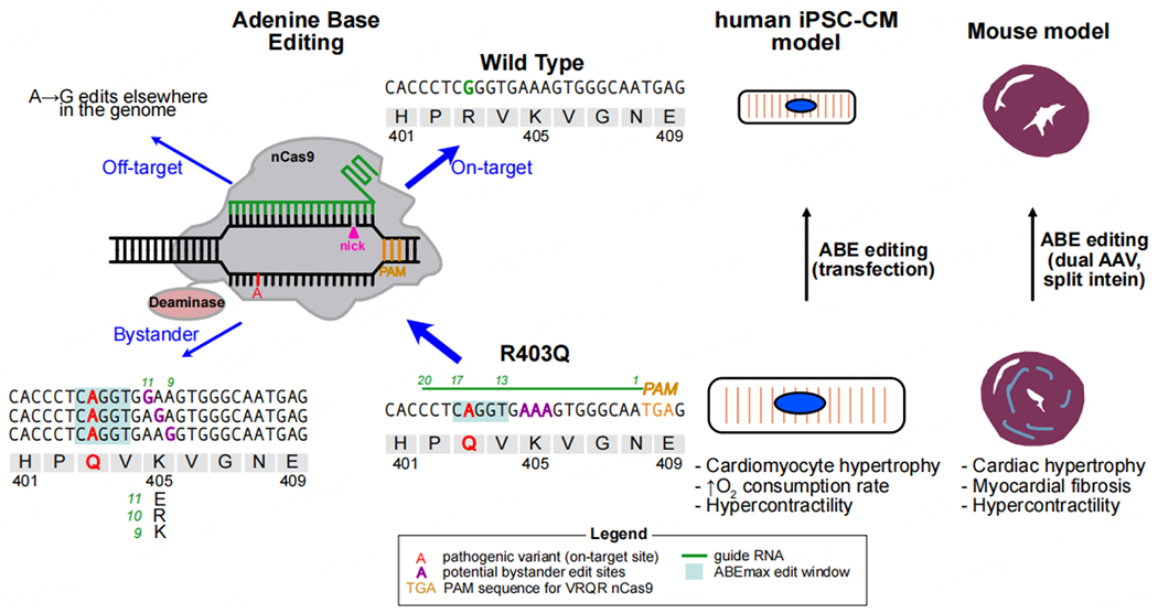 Editing the trajectory of hypertrophic cardiomyopathy.