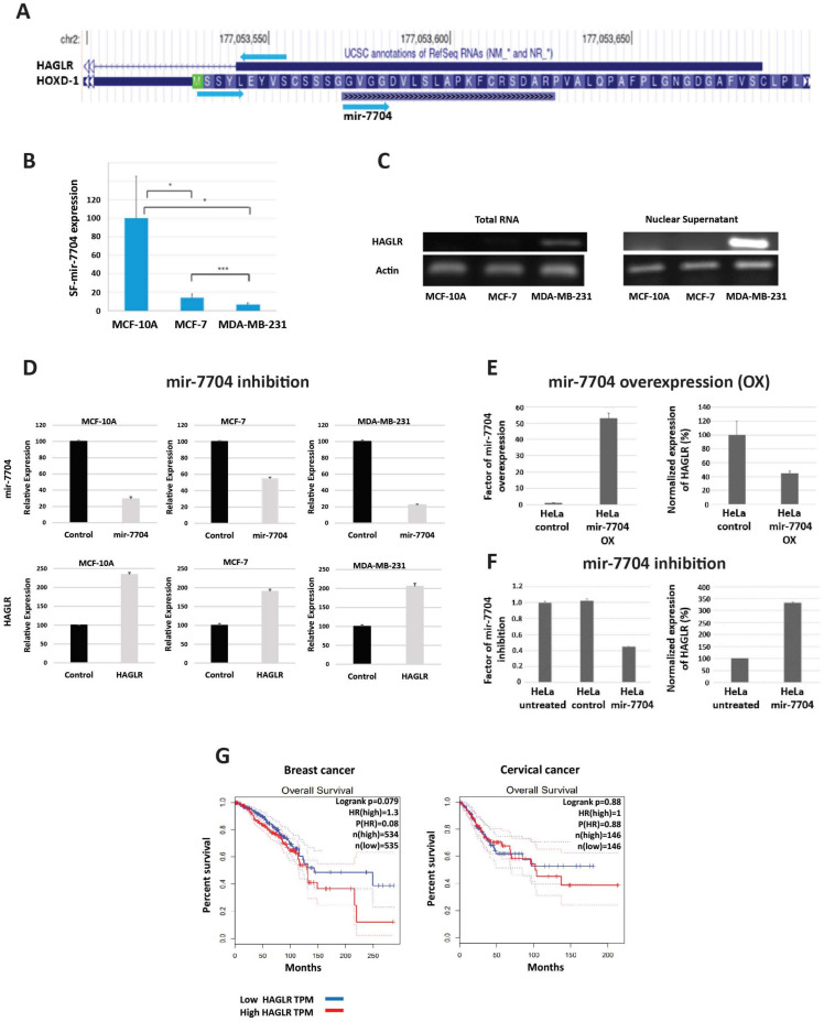 Crosstalk between Long Non-Coding RNA and Spliceosomal microRNA as a Novel Biomarker for Cancer.