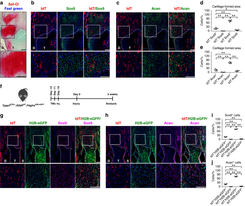 Tppp3<sup>+</sup> synovial/tendon sheath progenitor cells contribute to heterotopic bone after trauma.