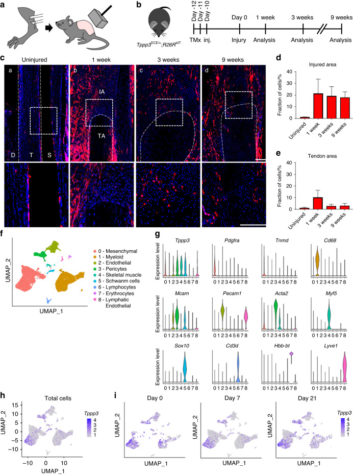 Tppp3<sup>+</sup> synovial/tendon sheath progenitor cells contribute to heterotopic bone after trauma.